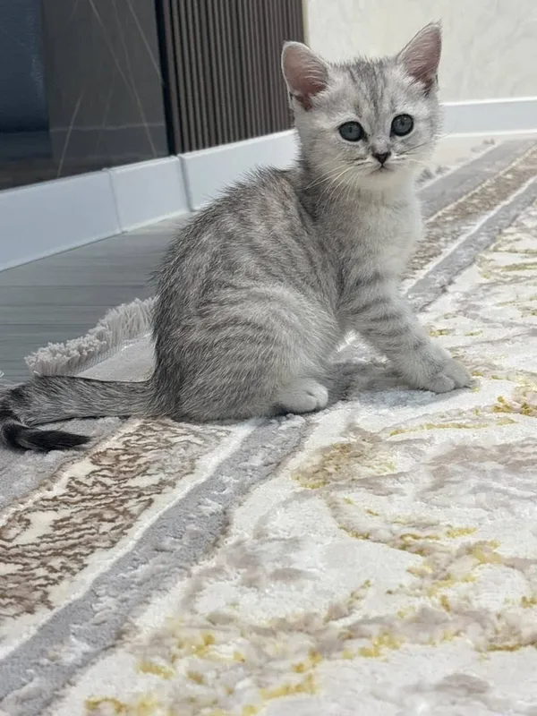 Tozza qonli shinshila okrasli strayt qizaloq sotiladi — фото 3