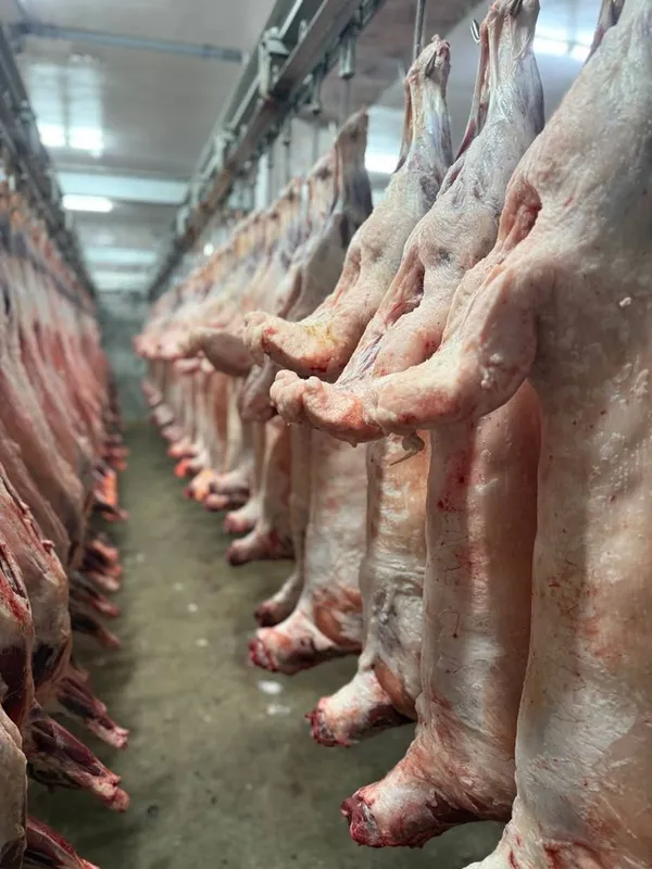 Mongoliya halal qoy gosht sotuvda Towkent boylab yetkazib beramiz