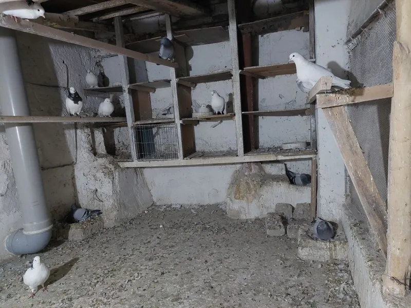 Продаетса голуби 3