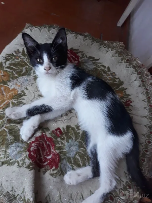 Отдам котика в добрые руки 3 Отдам котика в добрые руки 3