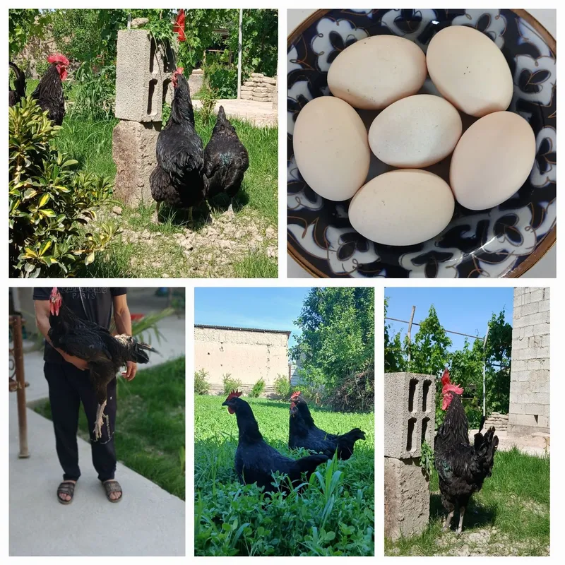 Gigant qora shaxzoda, uhoyelul, adler serebro (rossiya liniya)