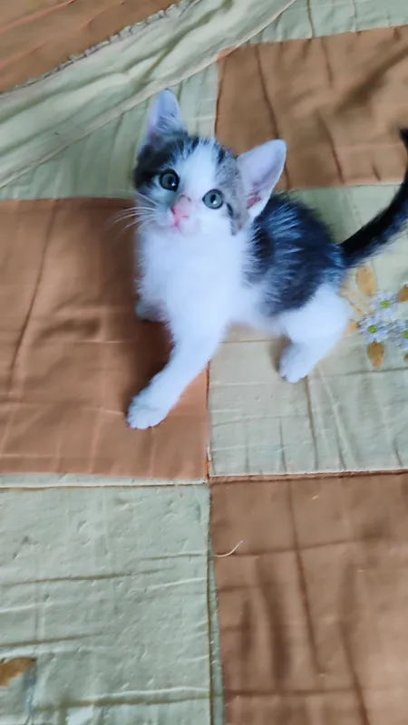 продаются котята домашние 3 продаются котята домашние 3