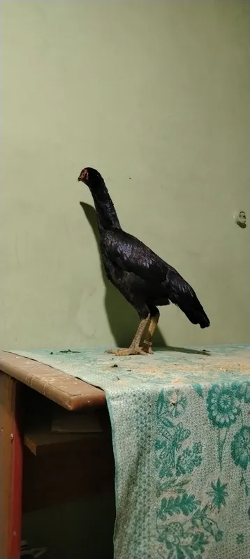 tozasi sotiladi toza kareya zot tel nomer 4 tozasi sotiladi toza kareya zot tel nomer 4