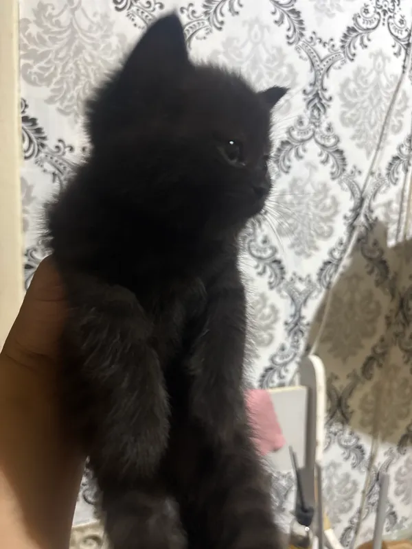 Британский скотч+Британская шиншилла — фото 2