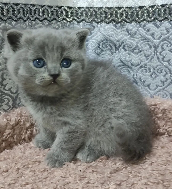 Продаются котята правильной вязки — фото 2