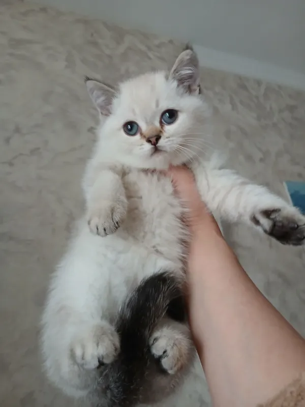 прдаю шиншил котят — фото 3
