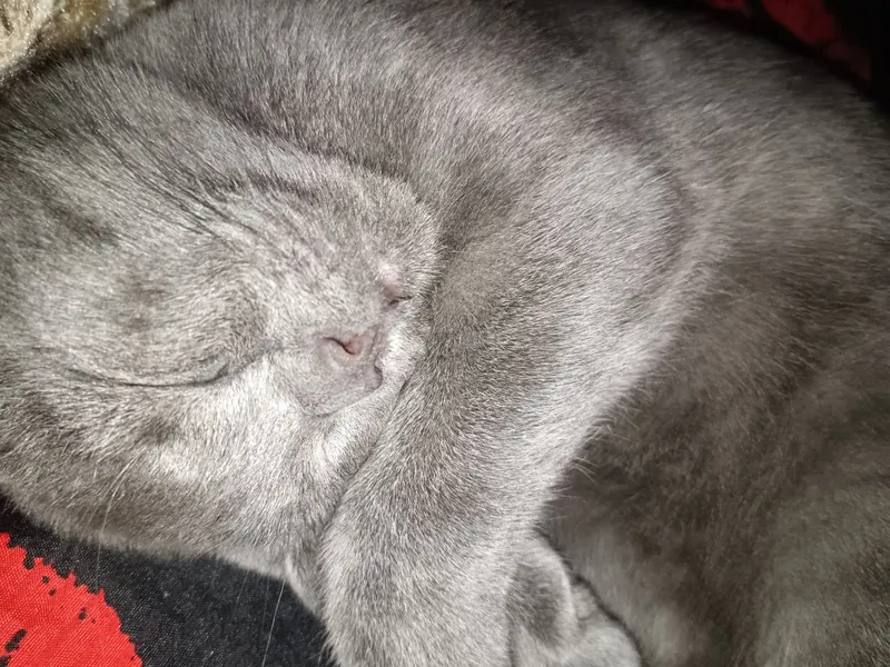 Mushuk Scottish Fold, ozoda, toza boqilgan 5 oylik 6 Mushuk Scottish Fold, ozoda, toza boqilgan 5 oylik 6