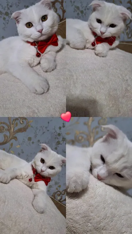 Скотиш фолд мушукча 1 Скотиш фолд мушукча 1