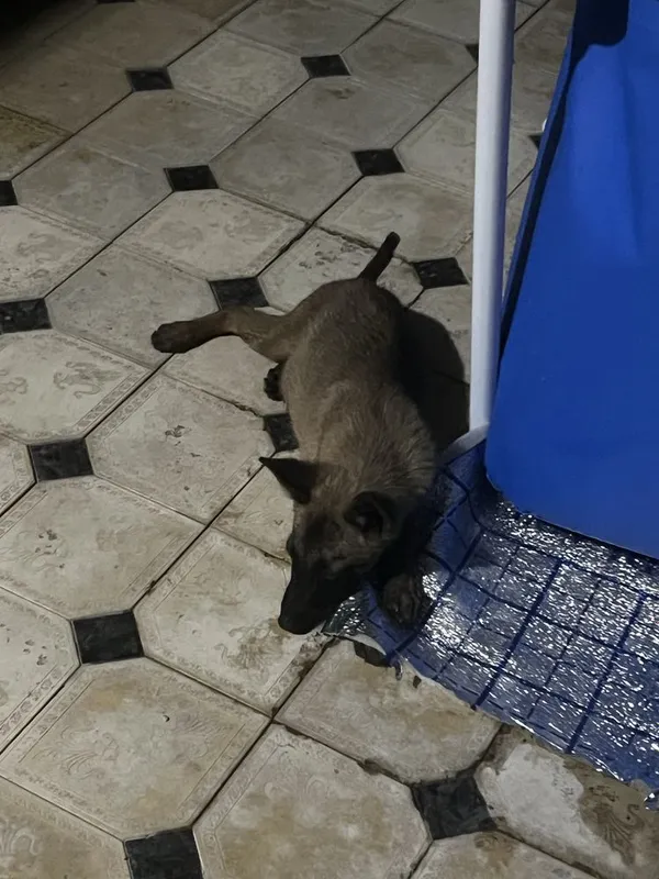 Бельгийский овчарка 3 Бельгийский овчарка 3