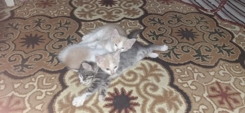 Отдаем котят в хорошие руки 1 Отдаем котят в хорошие руки 1