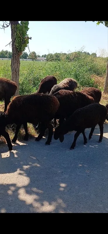 Assalomlekum Qoʻzilar Urgʻochi qoy Qochqor Bogʻoz Qoyla sotiladi 3 Assalomlekum Qoʻzilar Urgʻochi qoy Qochqor Bogʻoz Qoyla sotiladi 3