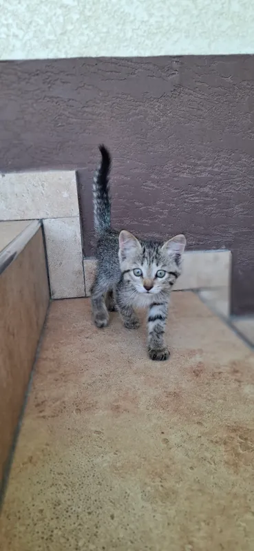 котенок 3