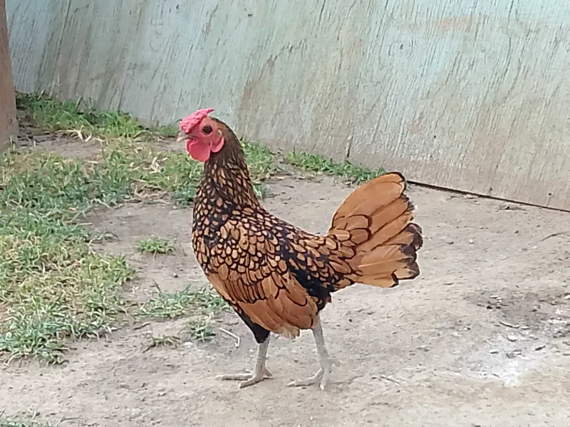 Zotli Xoʼroz sotiladi 2 Zotli Xoʼroz sotiladi 2