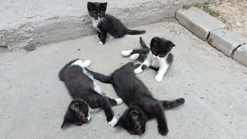 Отдам в хорошие руки Котята 4 шт 2 Отдам в хорошие руки Котята 4 шт 2