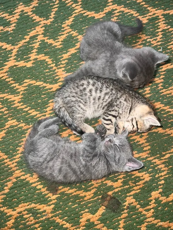 Продаётся котёнки 6