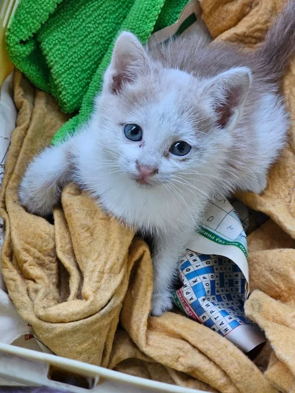 Котёнок, отдам даром — фото 1