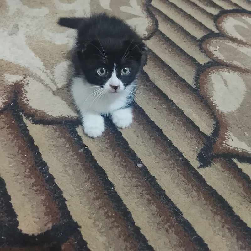 Кошка Scottish fold Кошка Scottish fold
