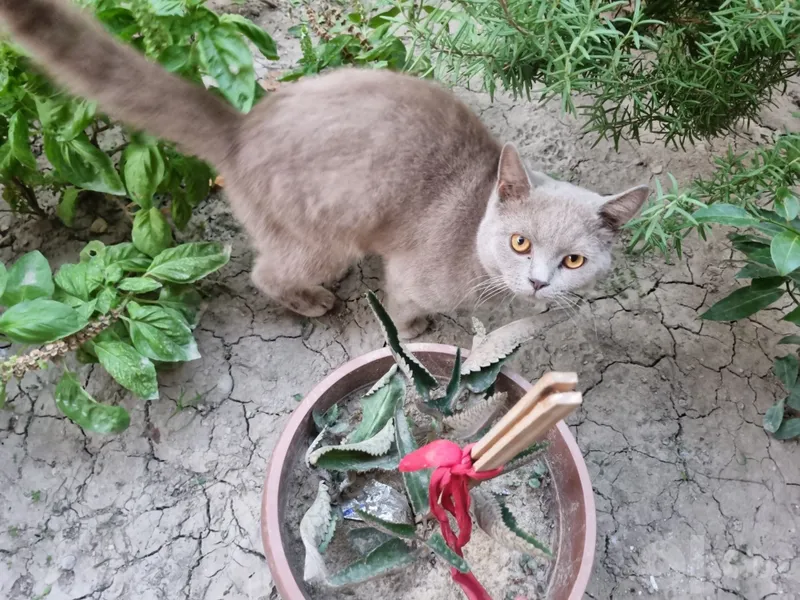 Скотиш Страйт мальчик 3 Скотиш Страйт мальчик 3