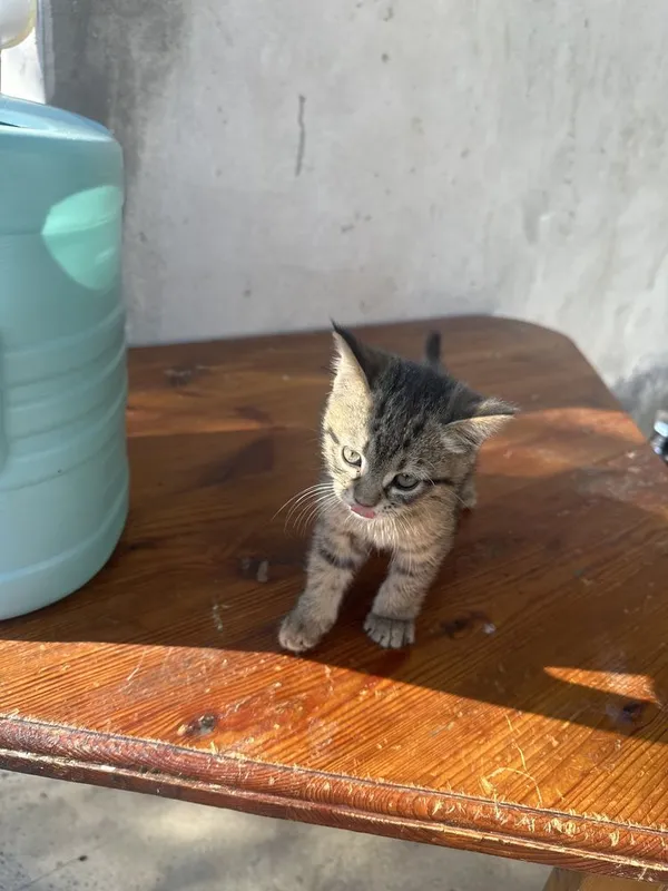 Kafolatlangan uy haqiqiy mushugi juda ozoda