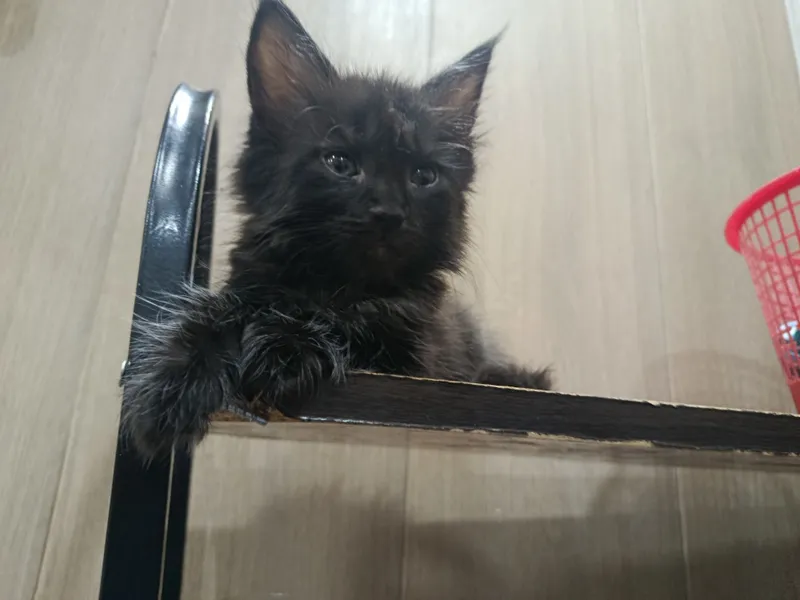 Котята Мейн-куны 4 Котята Мейн-куны 4