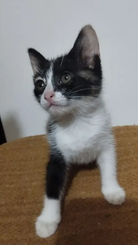 Отдам котёнка-девочку — фото 2