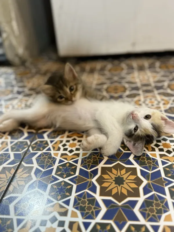 котята в добрые руки — фото 2 котята в добрые руки — фото 2