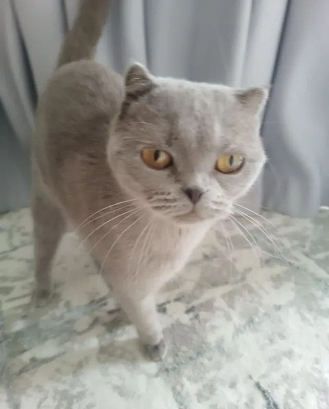 Котёнок-девочка 7779 2 Котёнок-девочка 7779 2