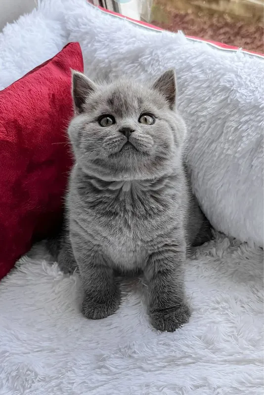 British shorthair, Британская короткошерстная, 3 British shorthair, Британская короткошерстная, 3