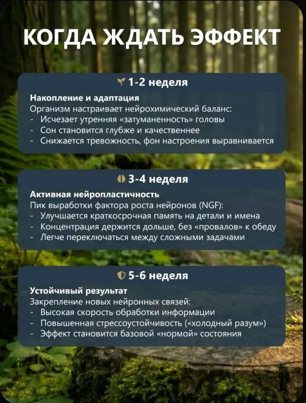 Ежовик гребенчатый мицелий, 100 грамм, порошок — фото 4