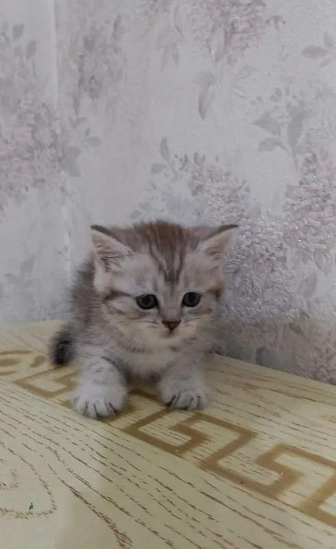 Упитанный котёнок продаётся 3