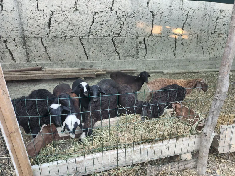 4 5 oylik barra qoylar sotiladi 2 4 5 oylik barra qoylar sotiladi 2