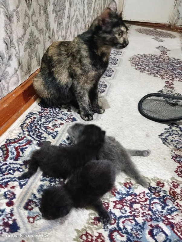 Отдам котят и кошку 2 Отдам котят и кошку 2