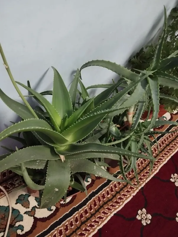 Aloe xonaki gullar sotiladi 1 Aloe xonaki gullar sotiladi 1
