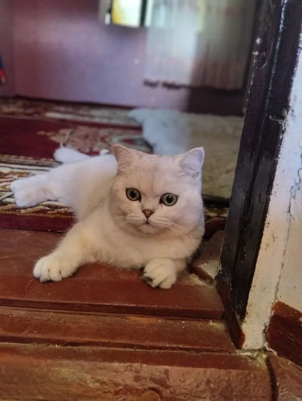 Amerika televideniesi porno korsatuvi