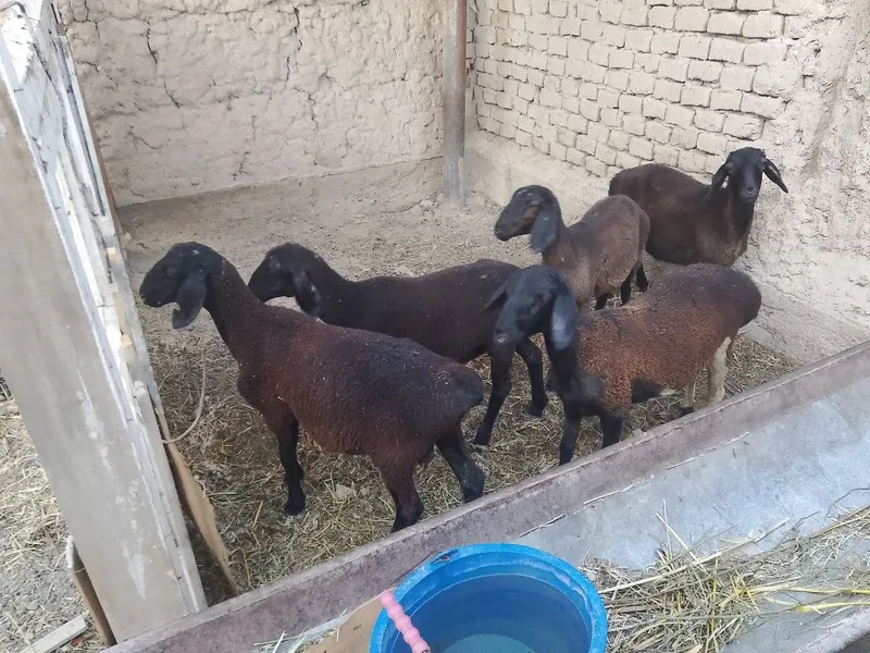 Hisori qoʼylar 5 dona 1 Hisori qoʼylar 5 dona 1