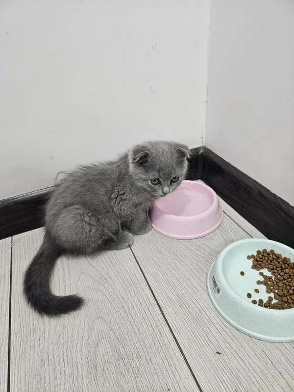 Mushuk sotiladi Scottish fold