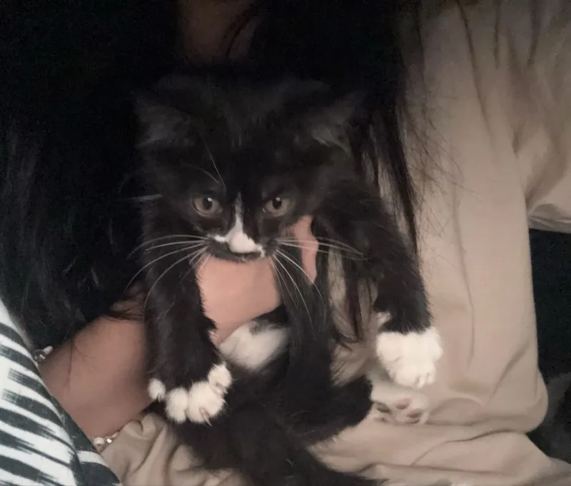 котята ласковые в добрые руки