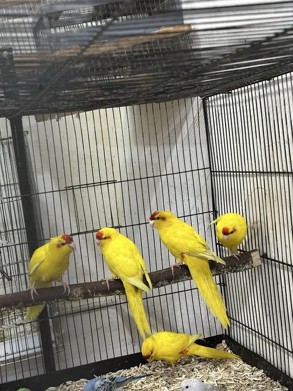 Kakriki sotiladi donasi 350 000min 1
