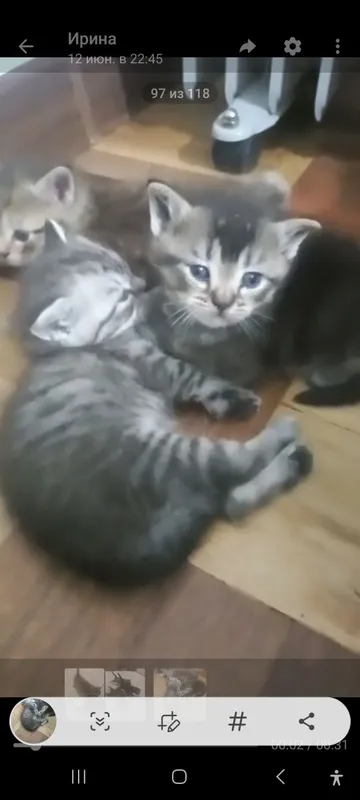 Котята в добрые руки — фото 3