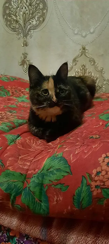 Кошка дёшево отдаётся 2