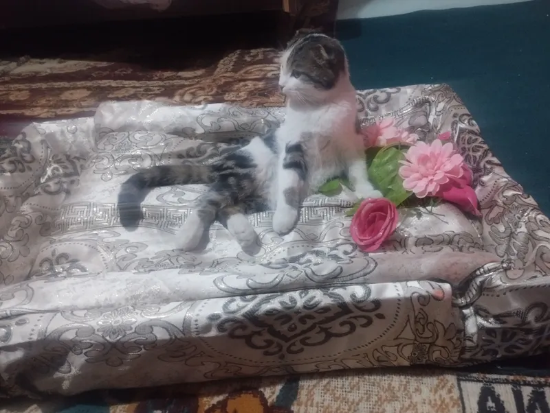 shatlaniskiy mushig judda aqilig quvnoq 5 shatlaniskiy mushig judda aqilig quvnoq 5