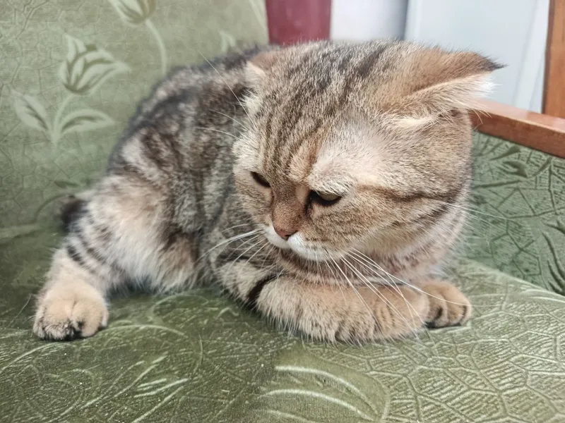 Мушук сотиляпти Скоттиш фолд — фото 3