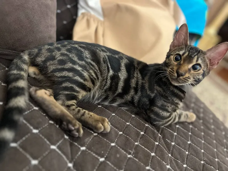 Бенгальский кот мальчик