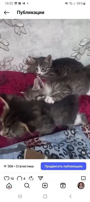 Котята отдам даром — фото 1
