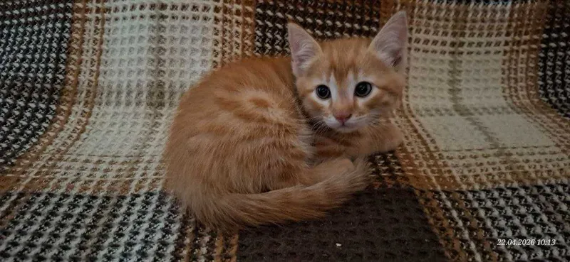 Отдам котят. Два мальчика и девочка 4 Отдам котят. Два мальчика и девочка 4