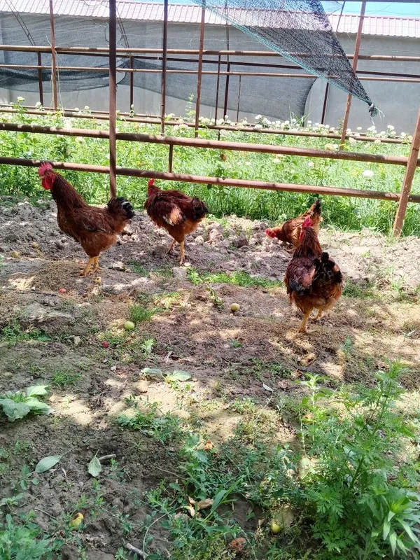 Xanyap tovuq xoʻrozlar sotiladi — фото 1