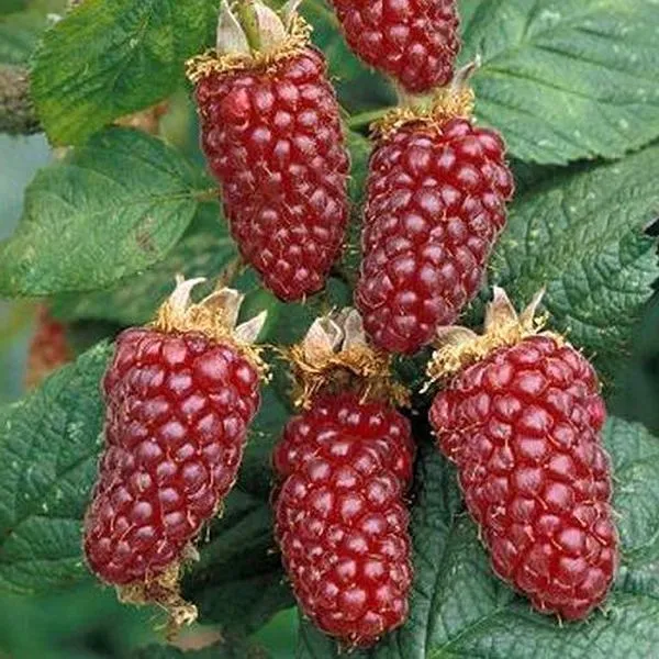 Tayberry (Ejemalina) ko'chatlari