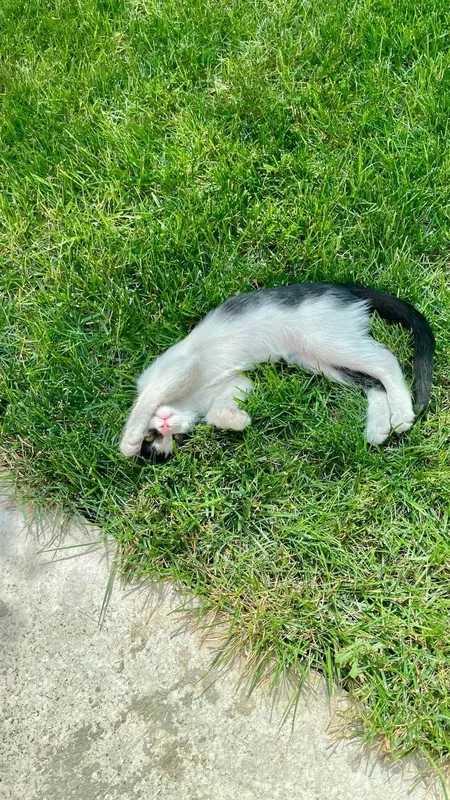 Scottish Straight кошка — фото 2