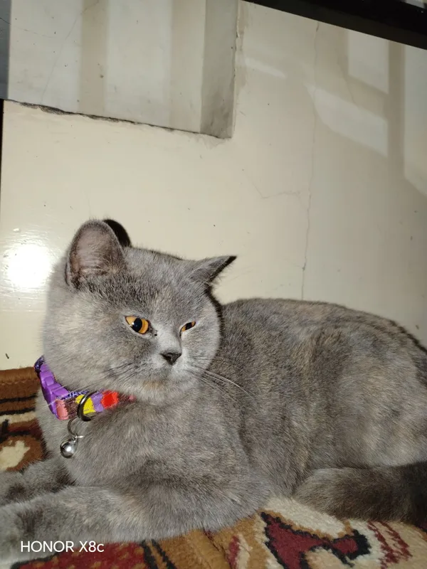 British Shorthair zotdor mushuk — фото 1