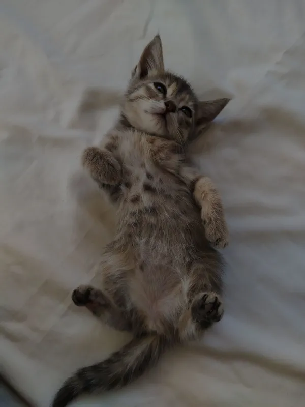 Котята очень милые — фото 2